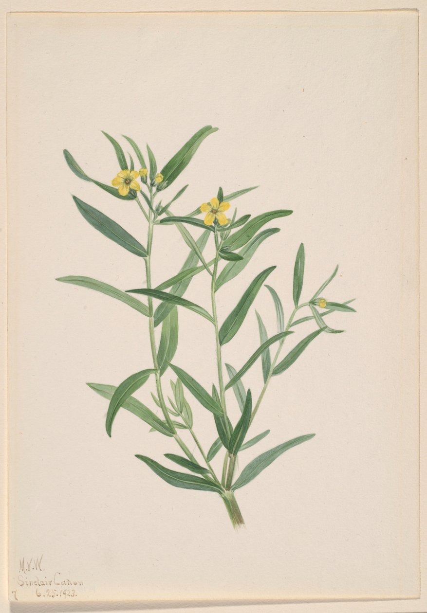Sin título (Estudio de flores) de Mary Vaux Walcott
