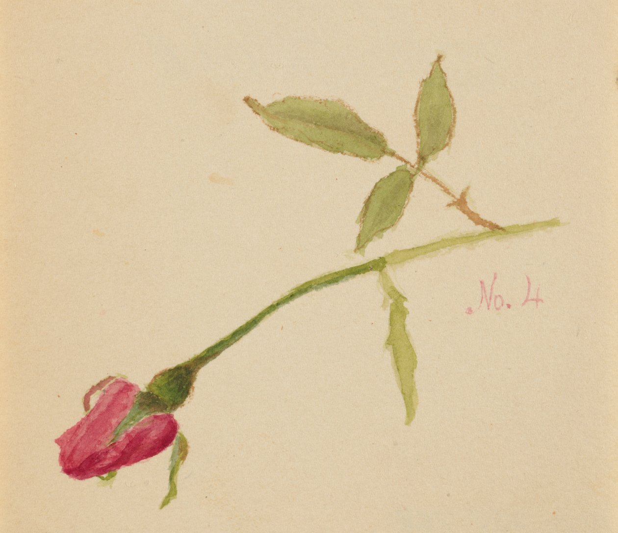 Sin título (Rosa) de Mary Vaux Walcott