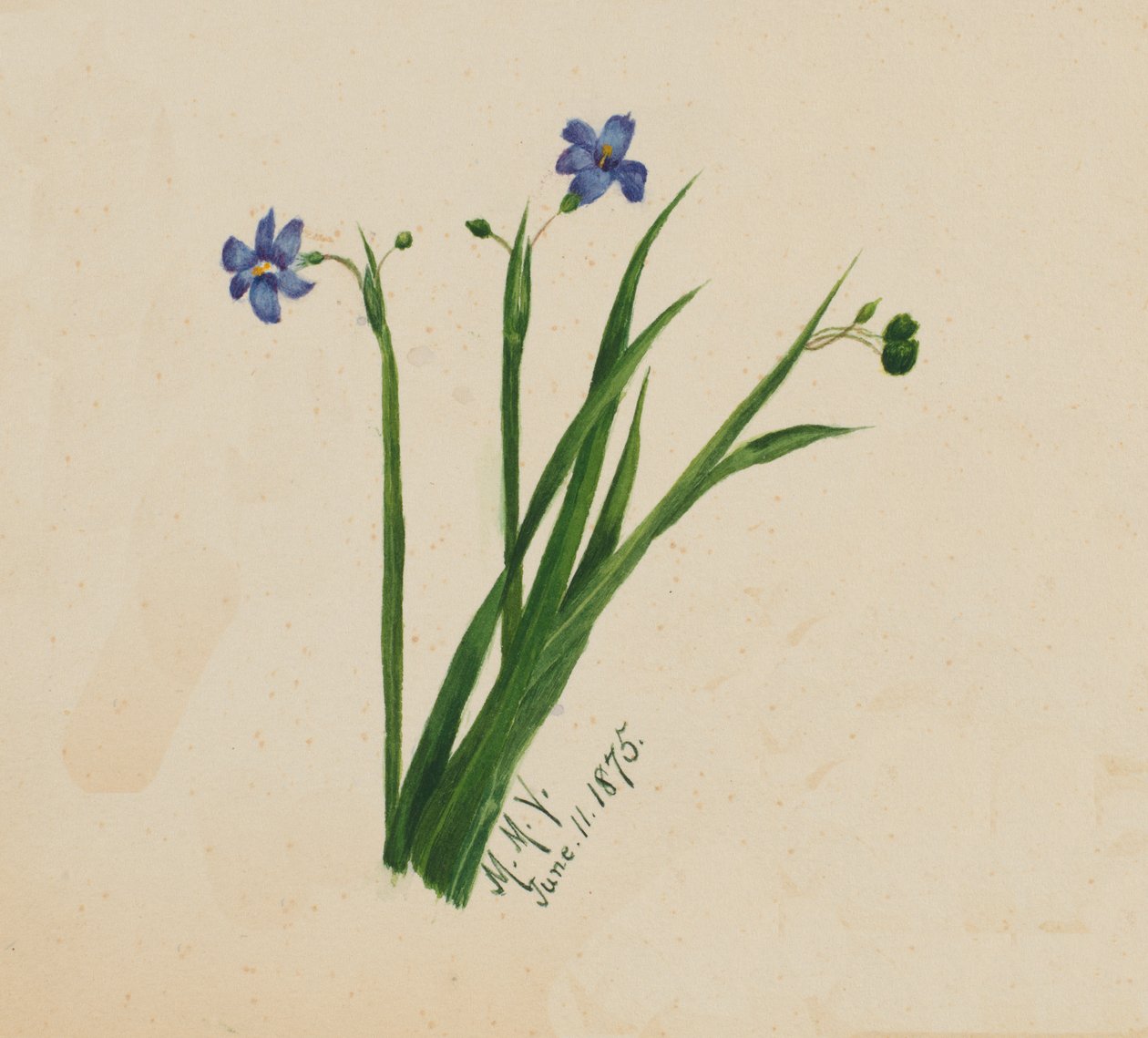Sin título, 1875 de Mary Vaux Walcott