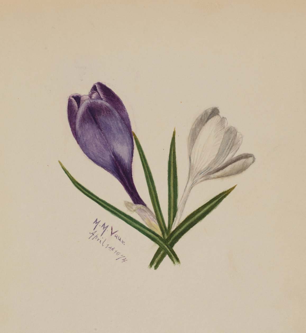 Sin título Azafranes, 1874 de Mary Vaux Walcott