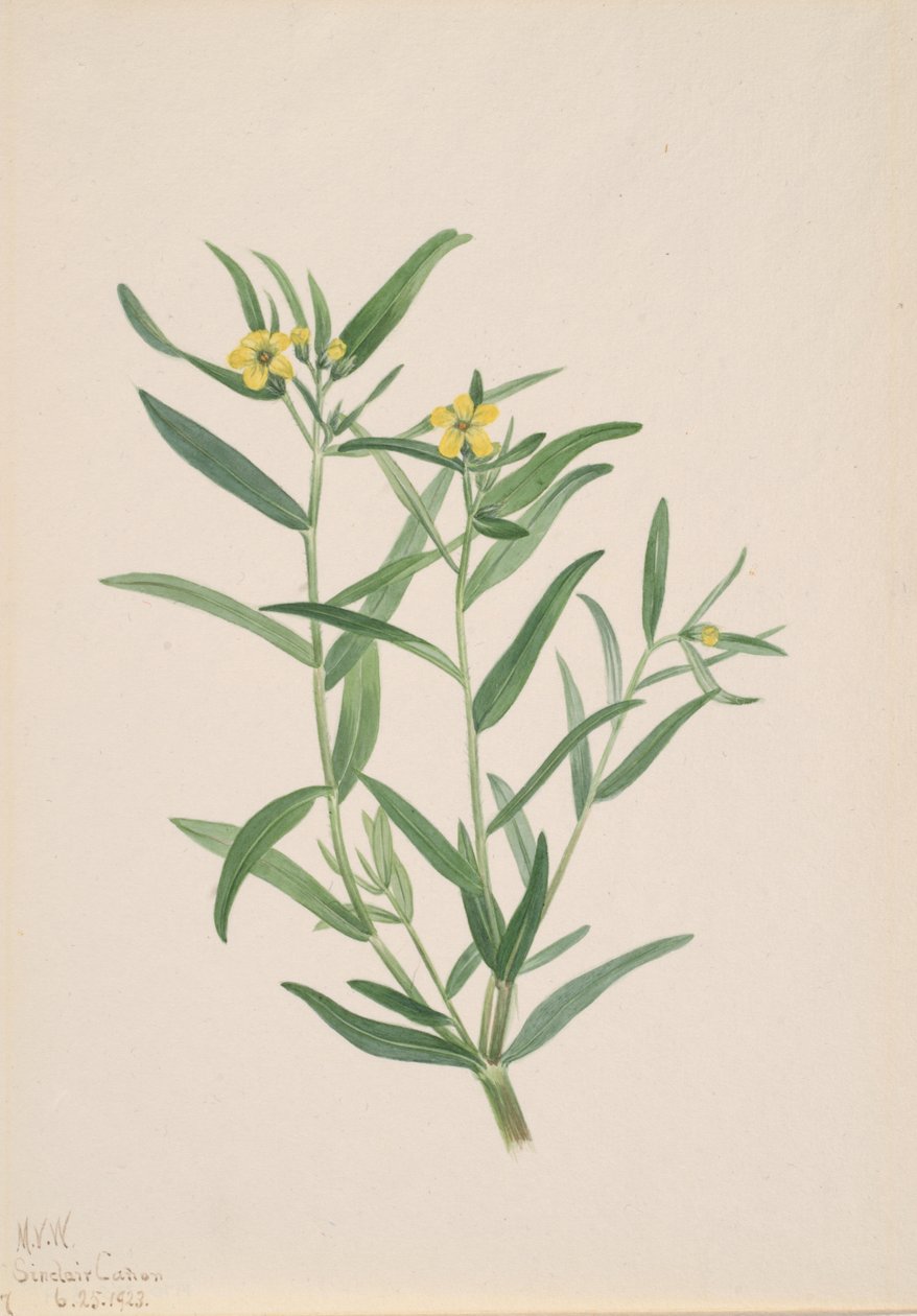 Estudio de Flores Sin Título, 1923 de Mary Vaux Walcott