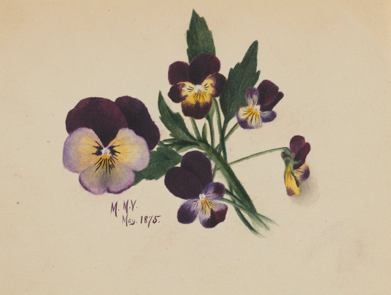 Sin título, Pensamientos, 1875 de Mary Vaux Walcott