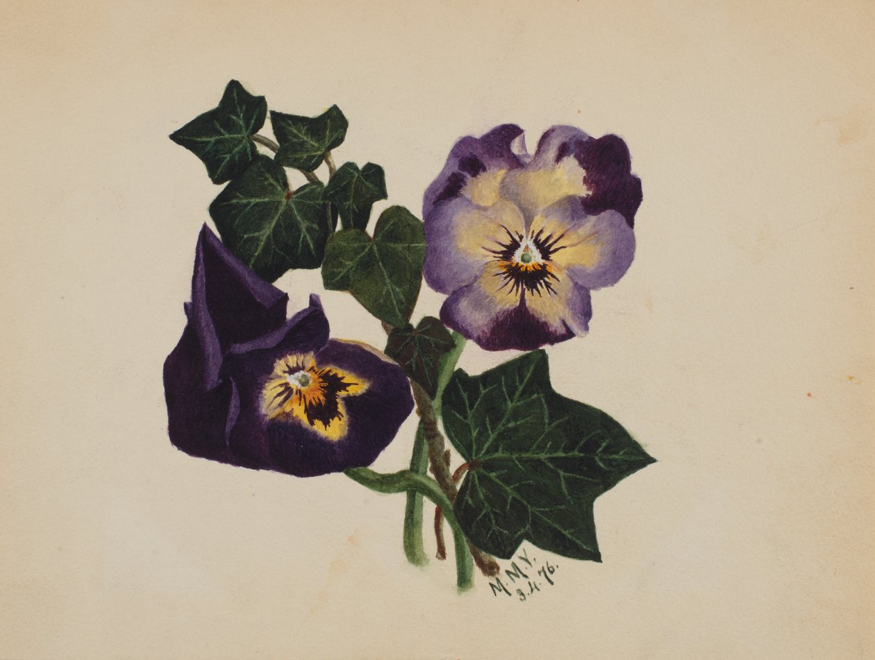 Sin título Pensamientos y Hiedra, 1876 de Mary Vaux Walcott