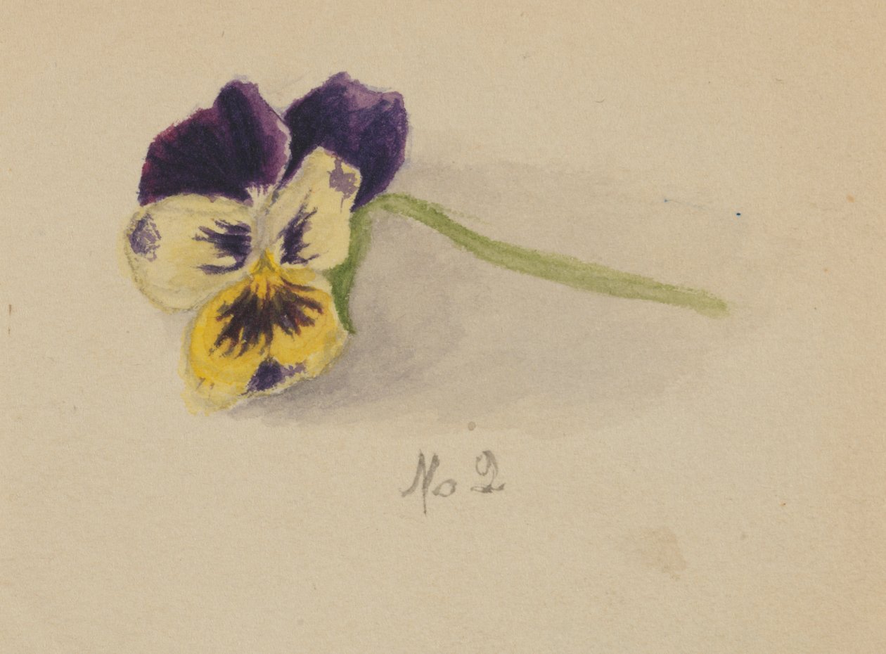 Sin título Pansy, 1872 de Mary Vaux Walcott