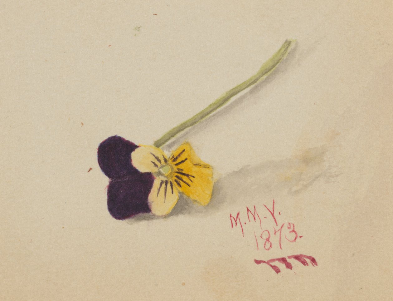 Sin título Pansy, 1873 de Mary Vaux Walcott