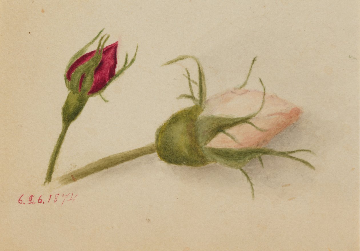 Capullos de rosa sin título, 1874 de Mary Vaux Walcott