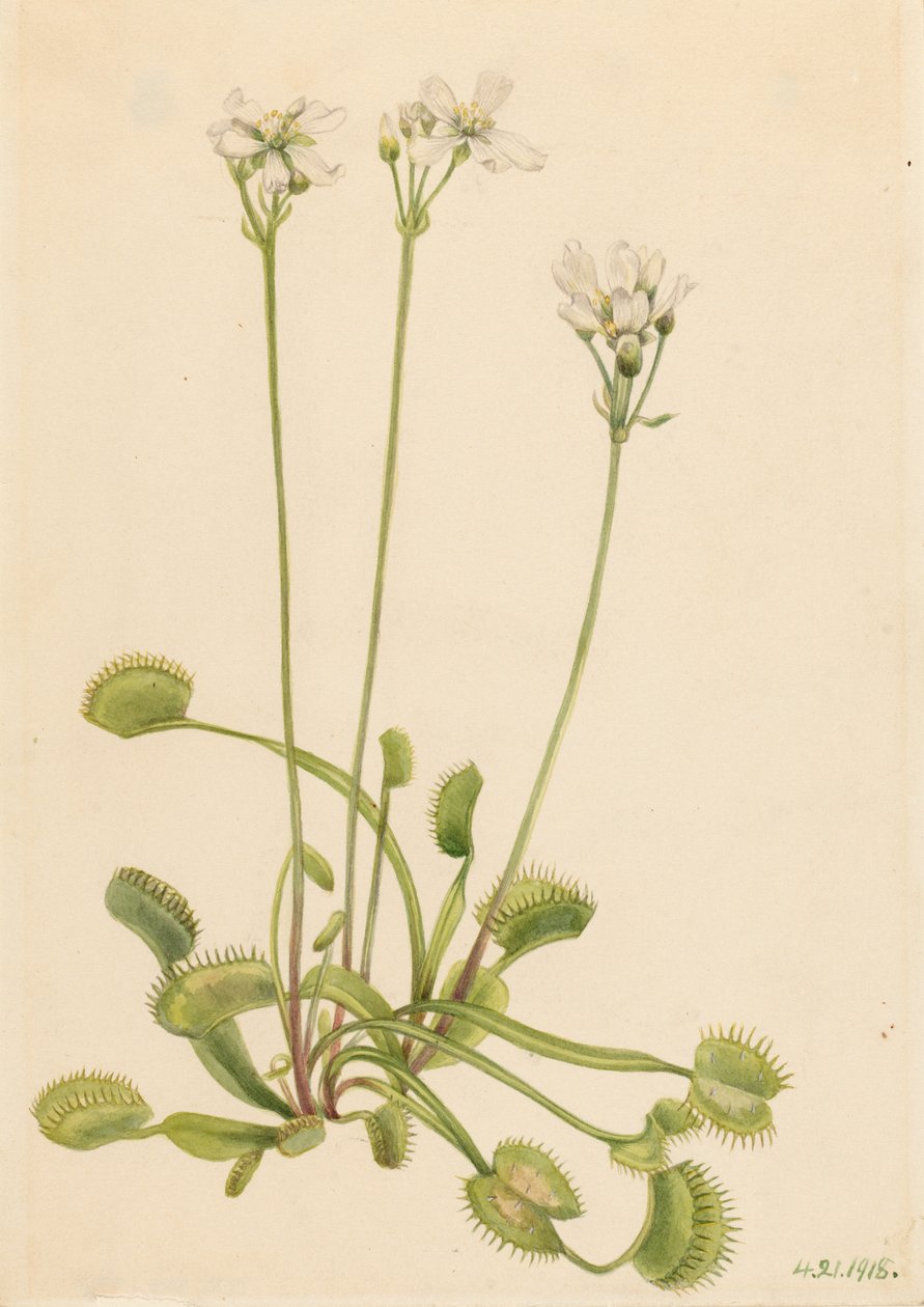 Venus atrapamoscas (Dionaea muscipula) de Mary Vaux Walcott