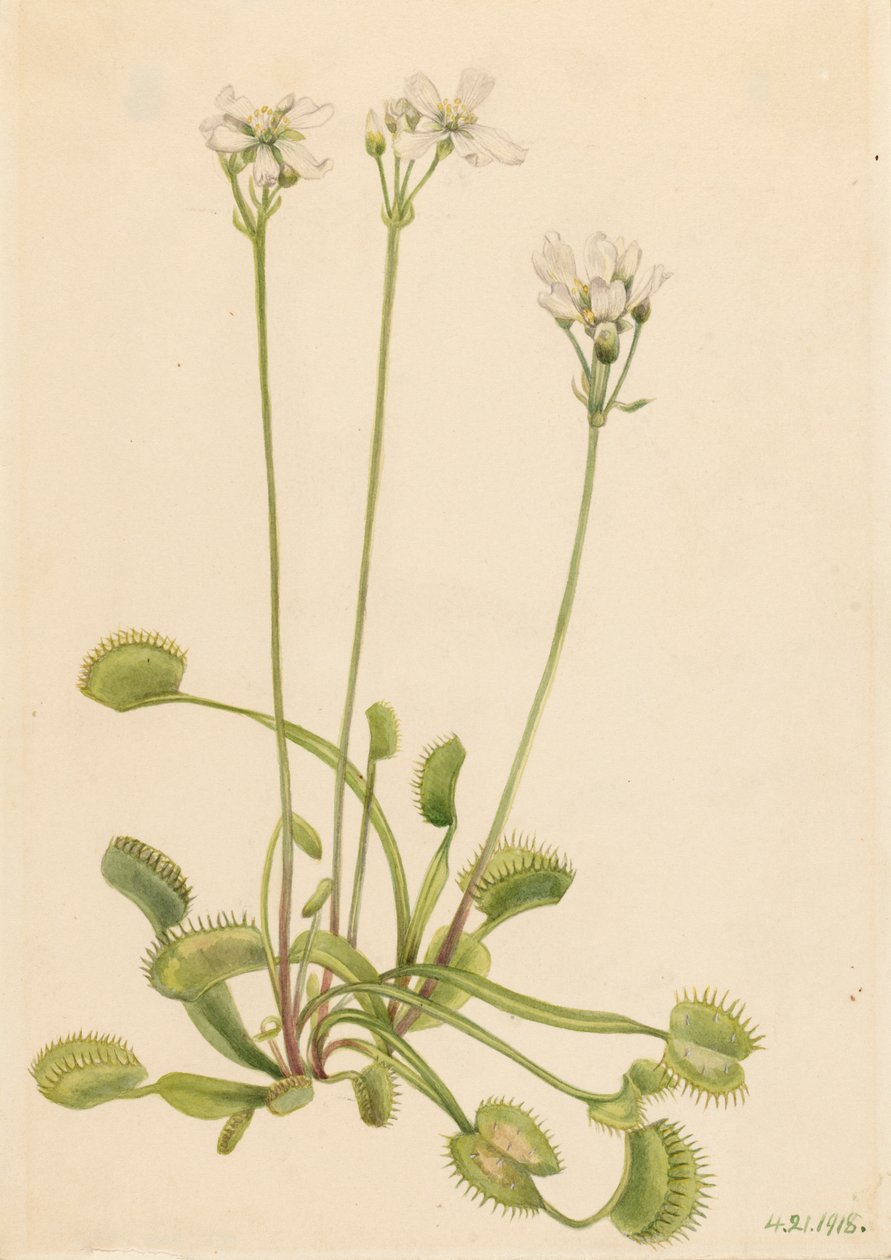 Venus atrapamoscas, Dionaea muscipula, 1918 de Mary Vaux Walcott