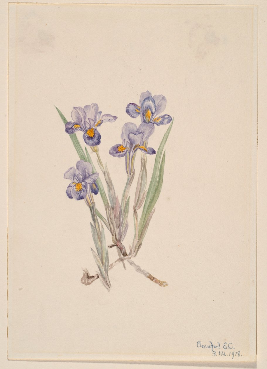 Lirio vernal (Iris verna) de Mary Vaux Walcott