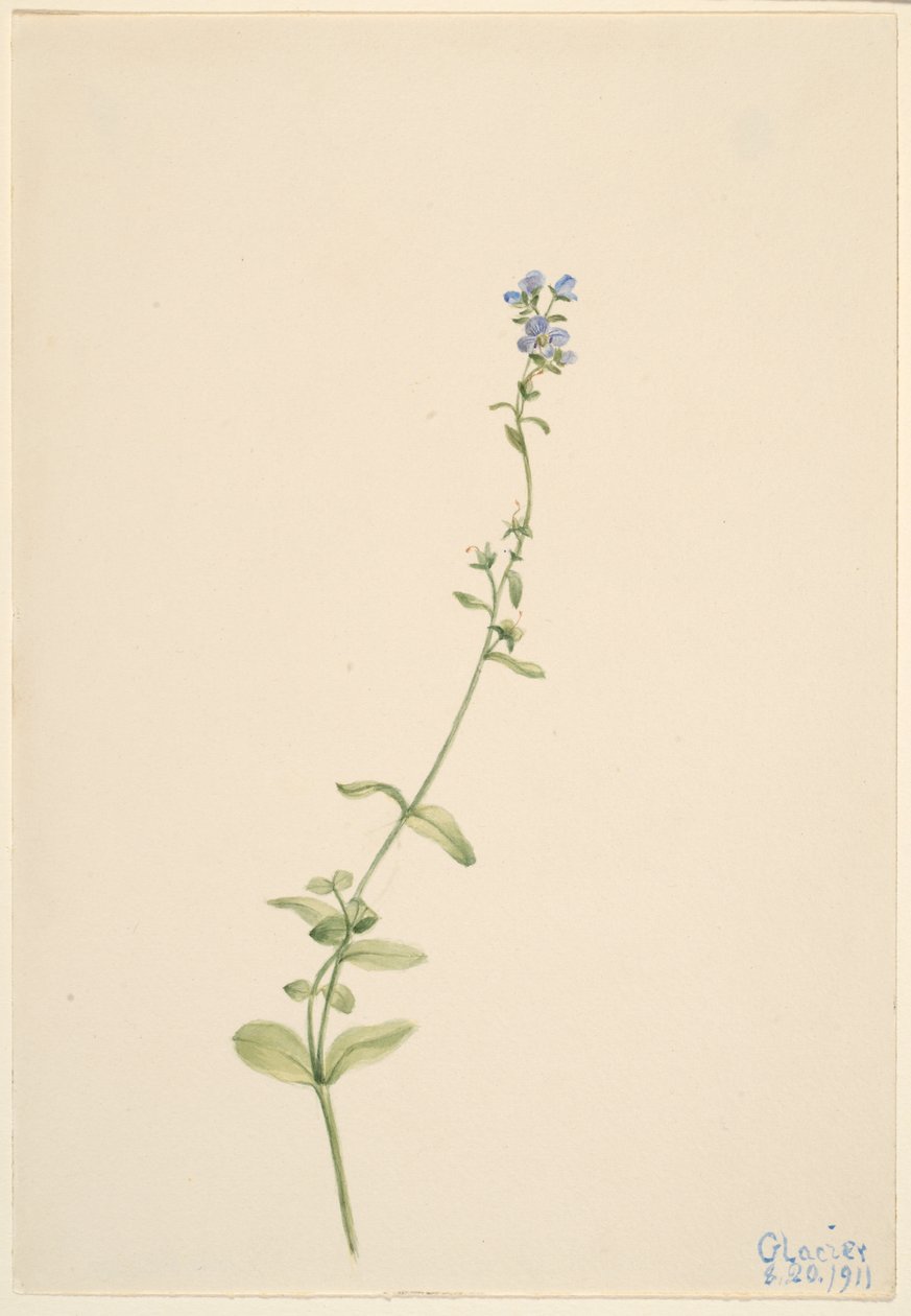 Veronica serpyllifolia de Mary Vaux Walcott
