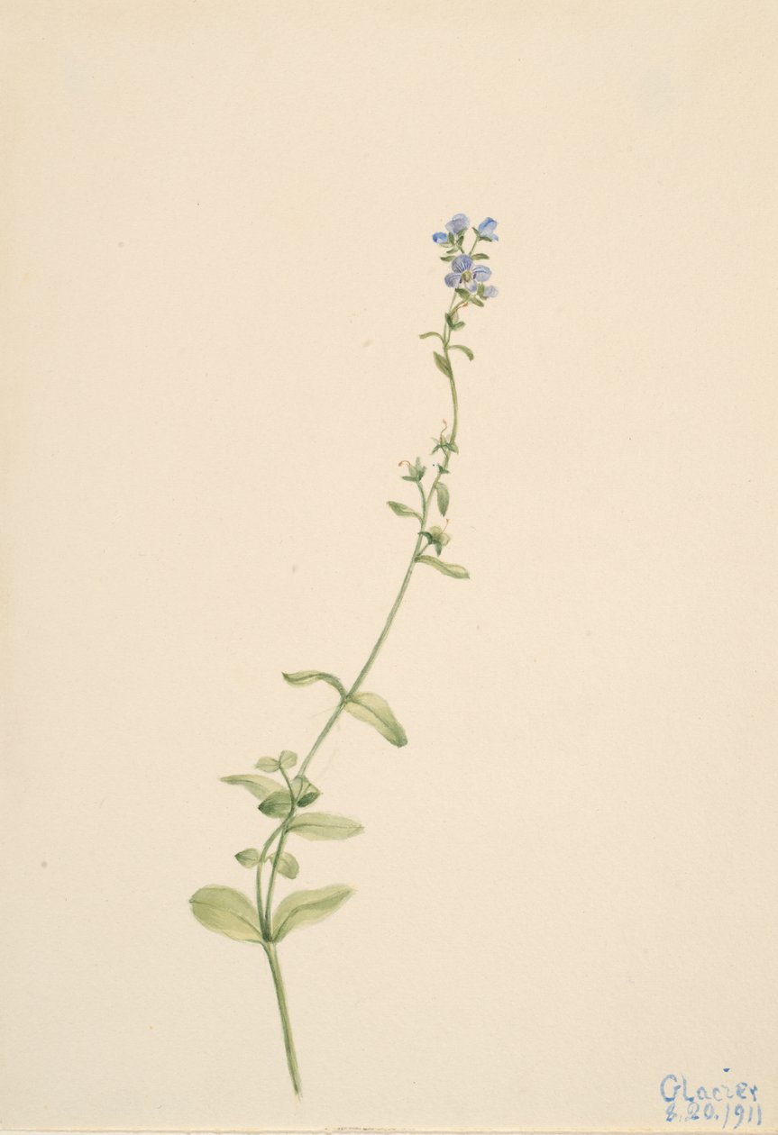 Veronica serpyllifolia, 1911 de Mary Vaux Walcott