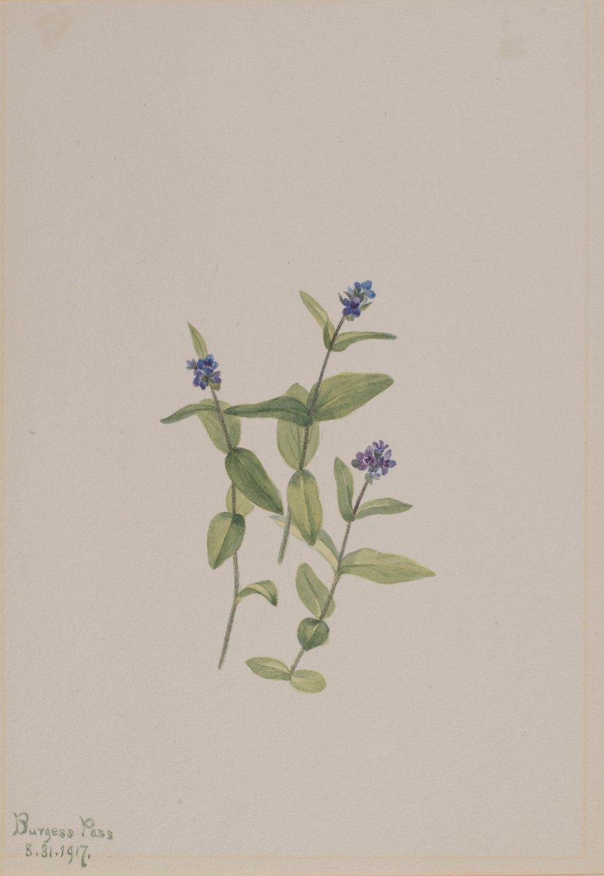Veronica wormskjoldii de Mary Vaux Walcott
