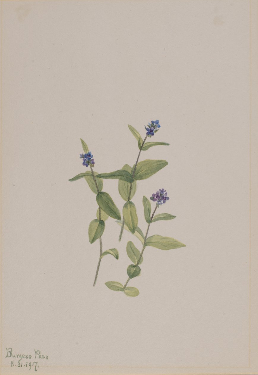Verónica wormskjoldii de Mary Vaux Walcott