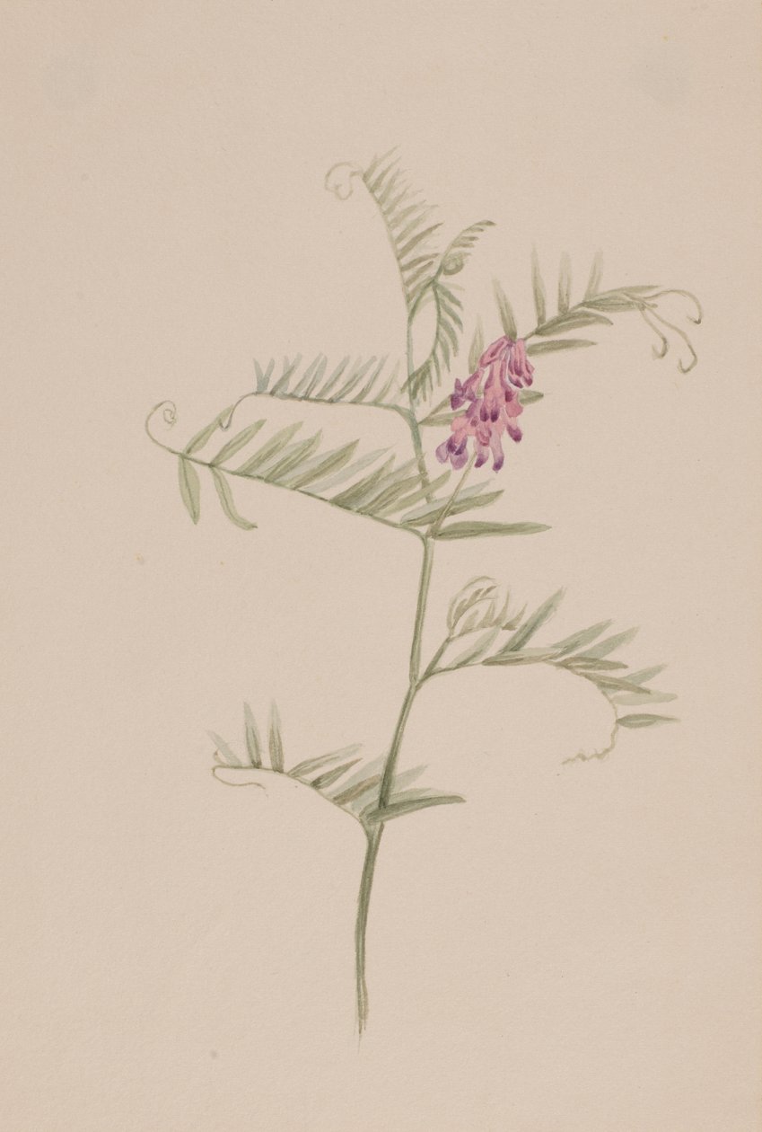 Vicia americana, ca. 1917-1918 de Mary Vaux Walcott