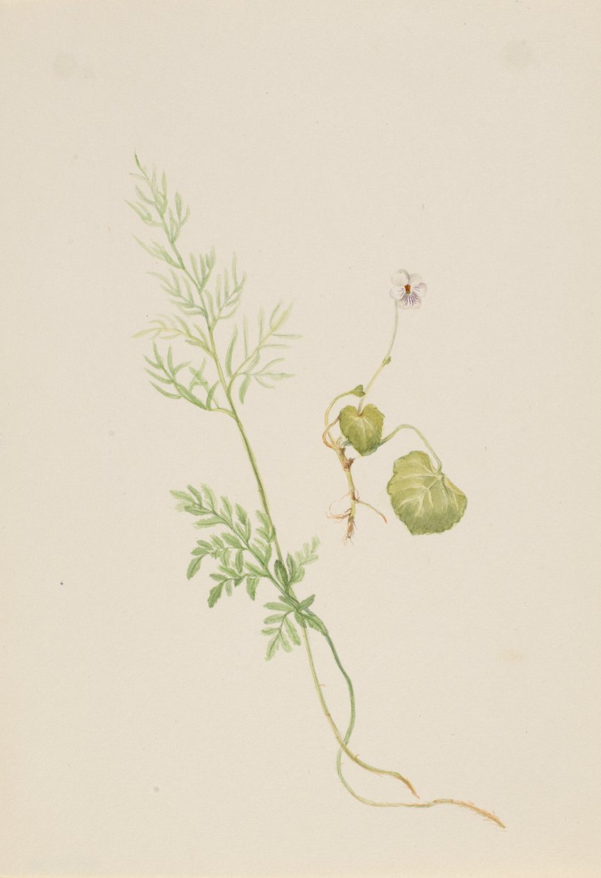 Viola palustris, ca. 1917-1918 de Mary Vaux Walcott