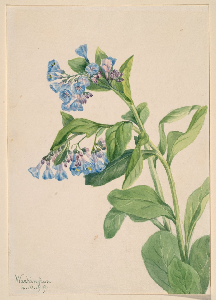 Campanillas de Virginia (Mertensia virginica) de Mary Vaux Walcott