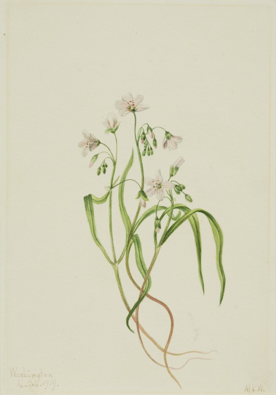 Bella de primavera de Virginia (Claytonia virginica) de Mary Vaux Walcott