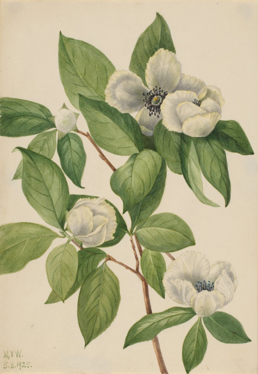 Virginia Stewartia Stewartia malachodendron, 1925 de Mary Vaux Walcott