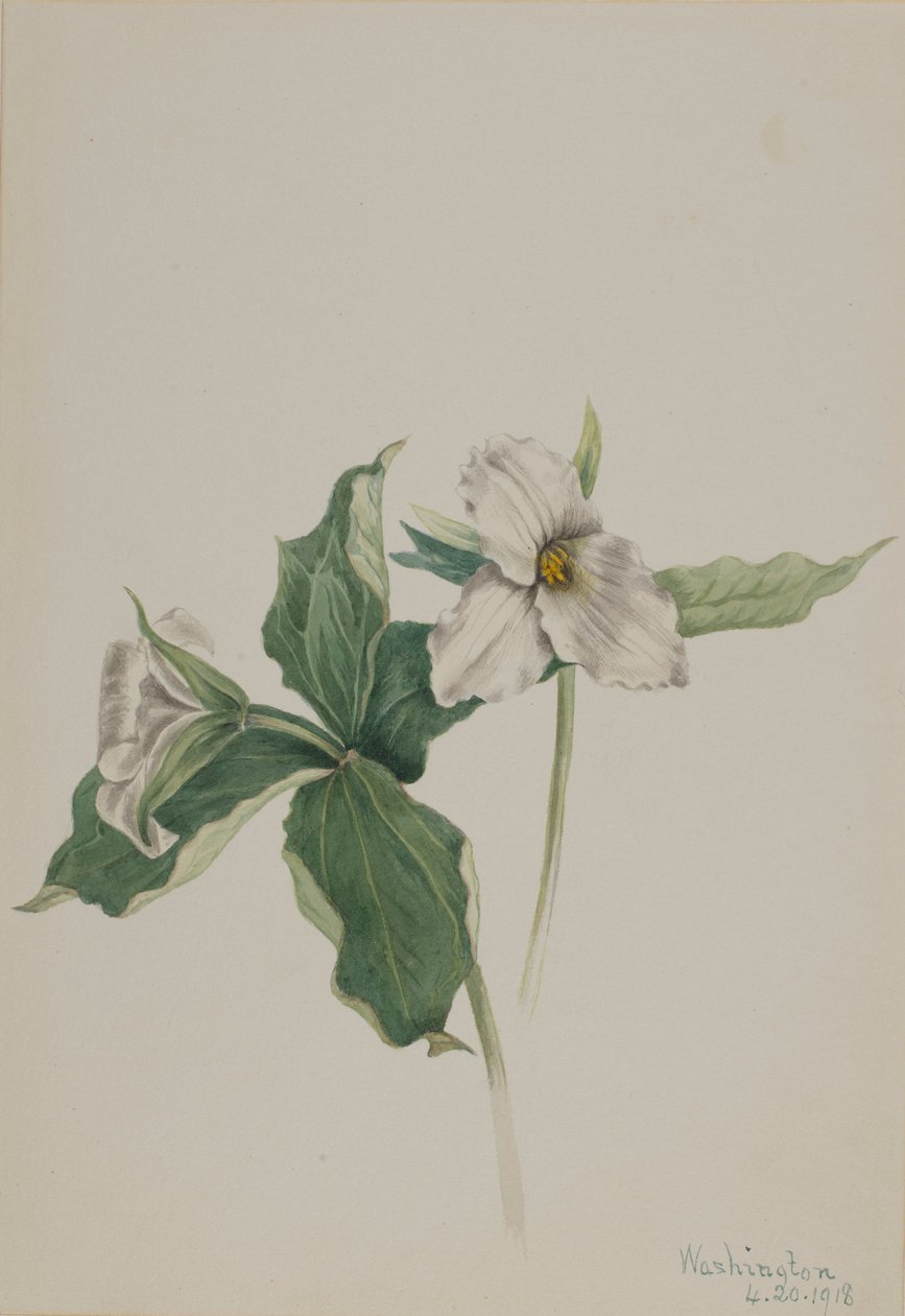 Petirrojo de la vigilia (Trillium grandiflorum) de Mary Vaux Walcott