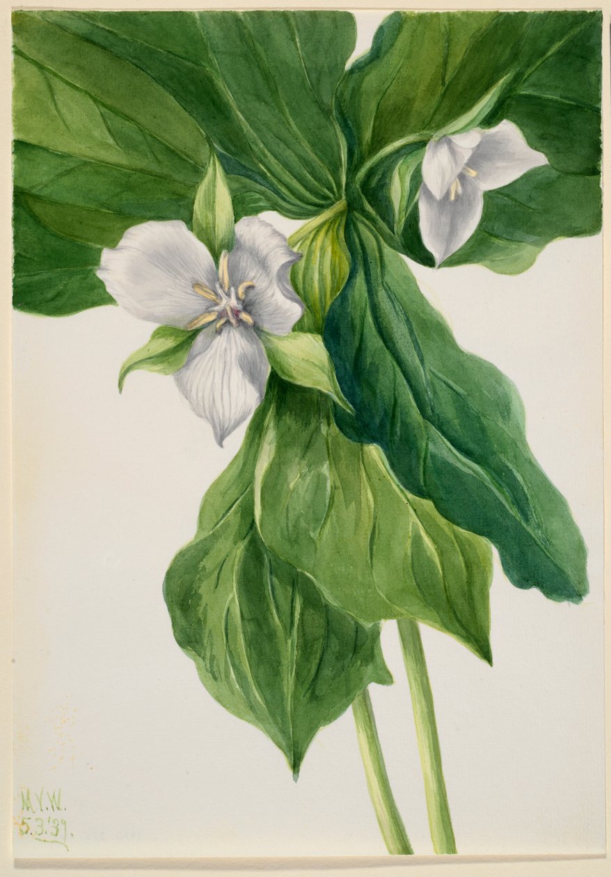 Petirrojo despierto (símil Trillium) de Mary Vaux Walcott