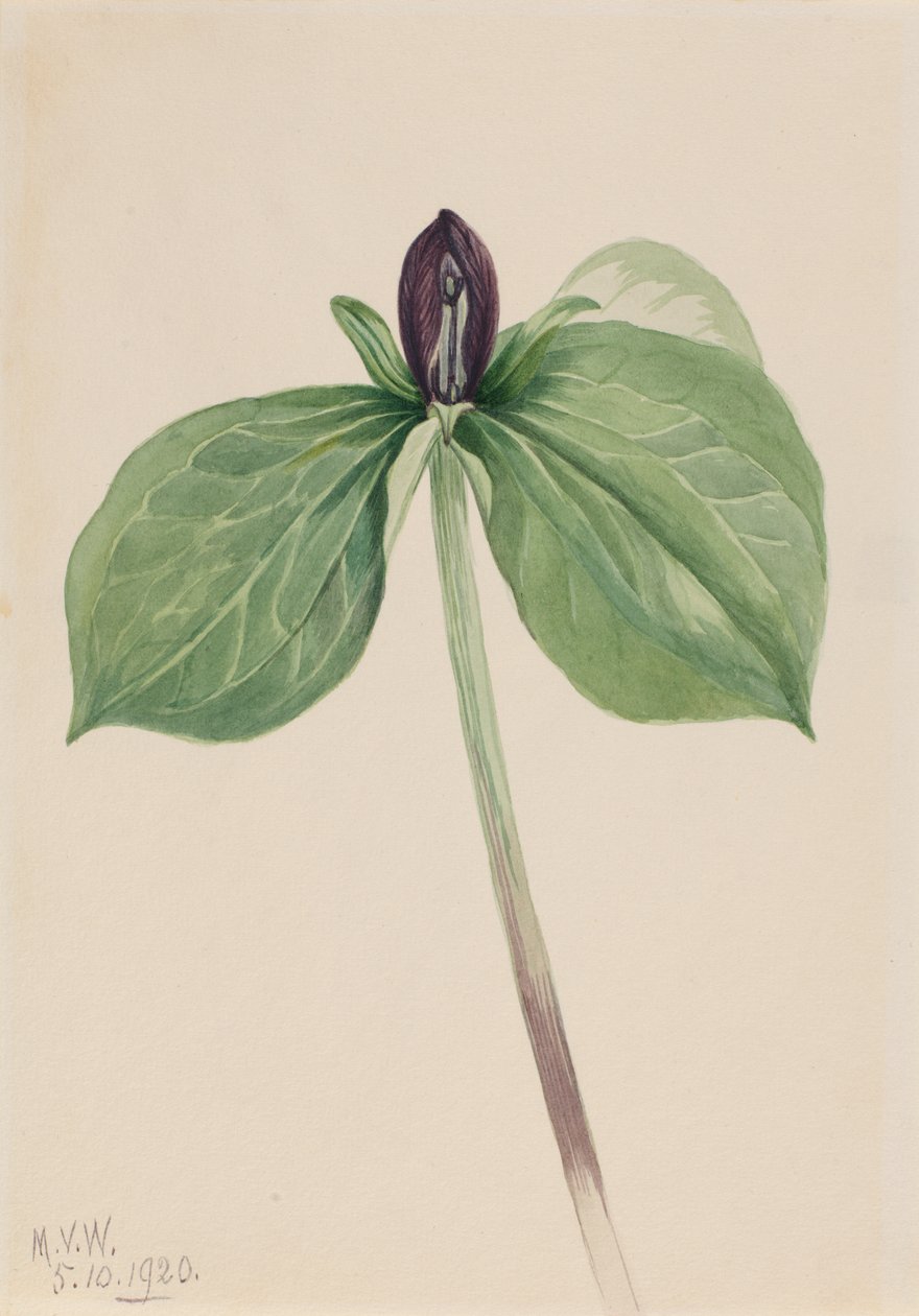 Wake-Robin Trillium sessile, 1920 de Mary Vaux Walcott