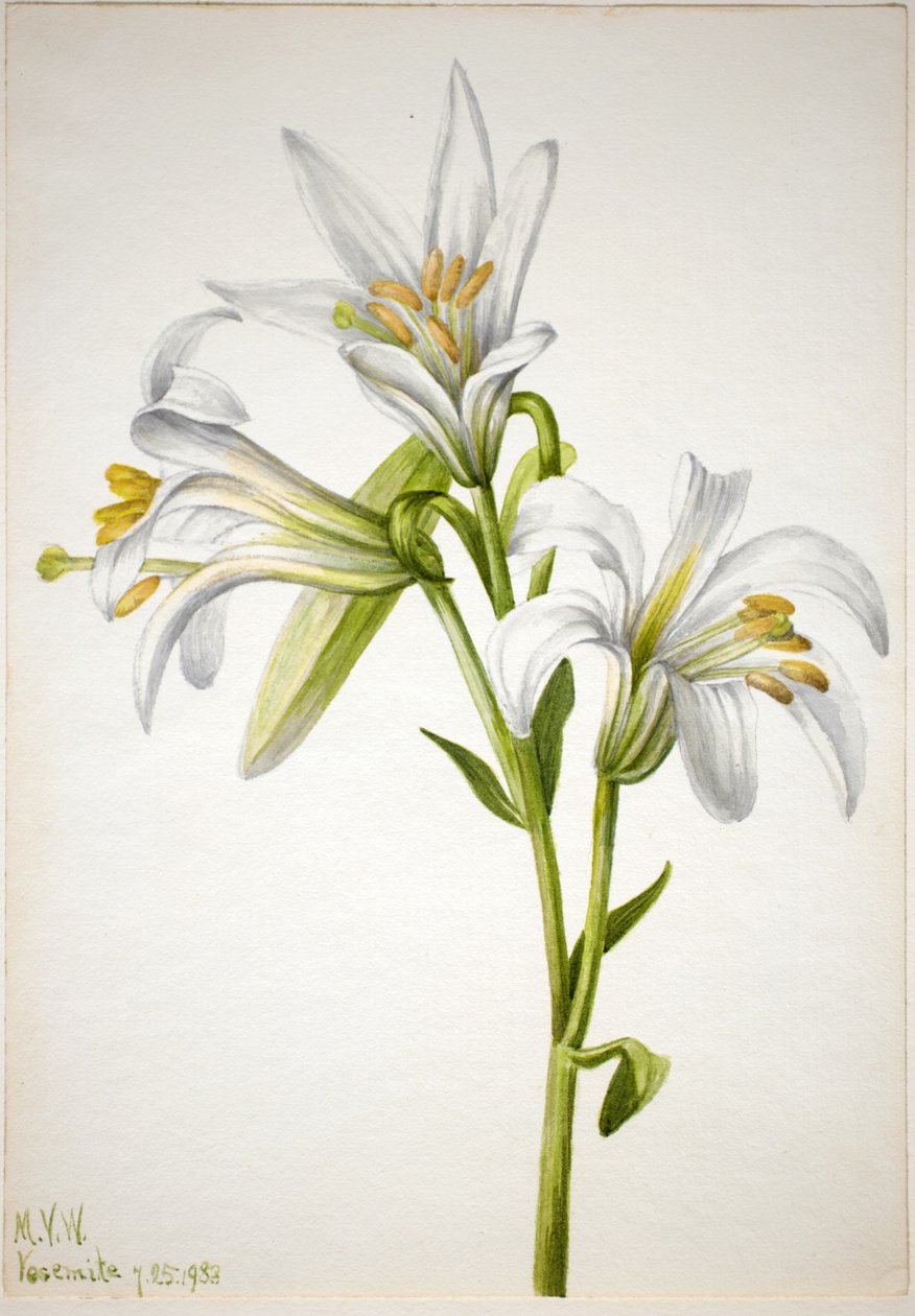Lirio de Washington (Lilium washingtonianum) de Mary Vaux Walcott