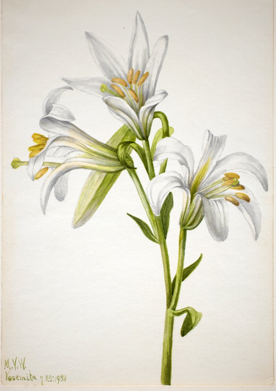 Lirio de Washington Lilium washingtonianum, 1933 de Mary Vaux Walcott