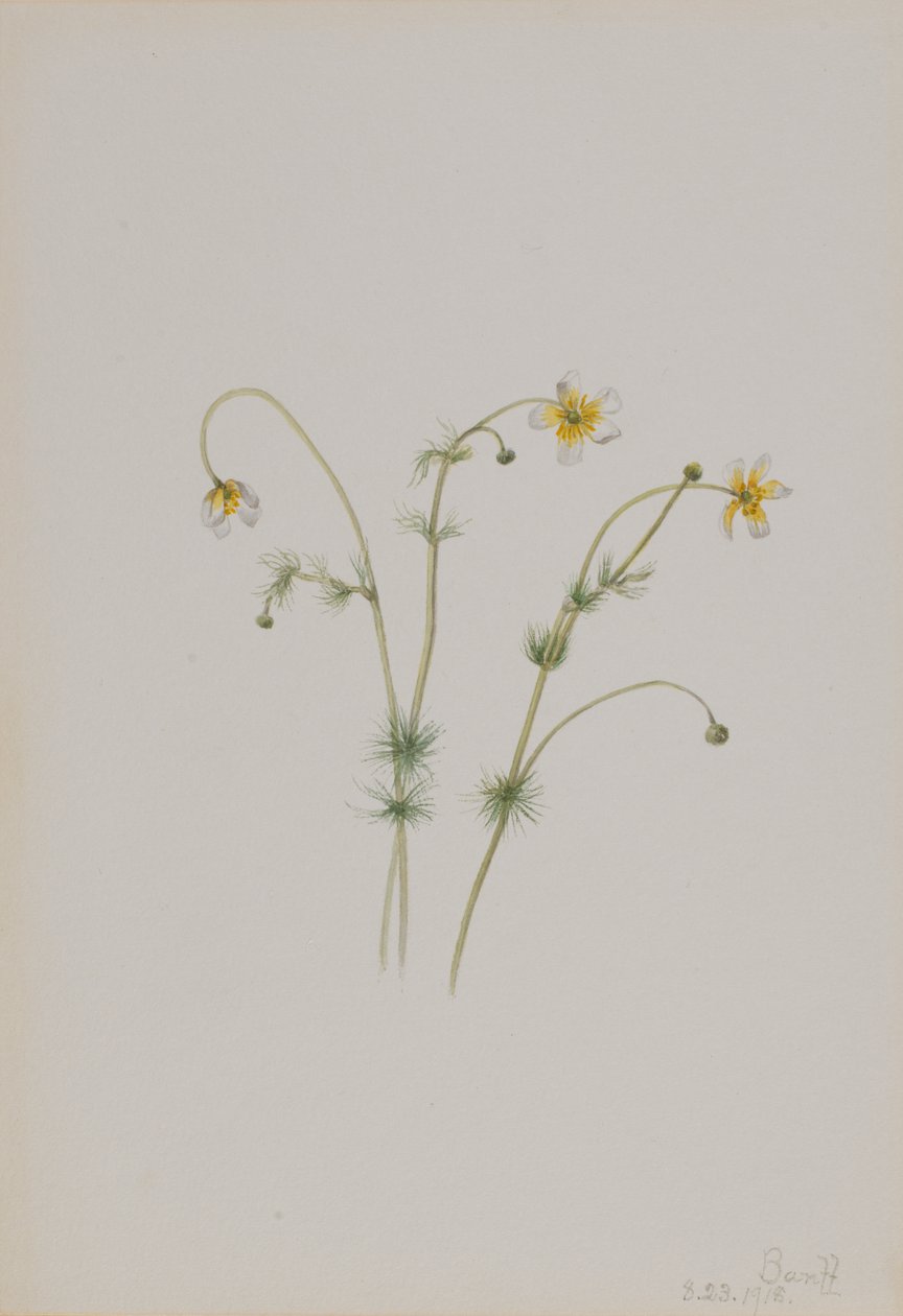 Ranúnculo acuático Batrachium trichophyllum, 1918 de Mary Vaux Walcott