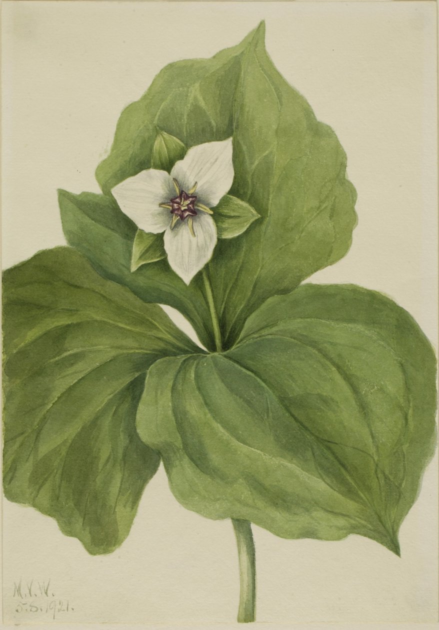Trillium de cera (álbum Trillium) de Mary Vaux Walcott