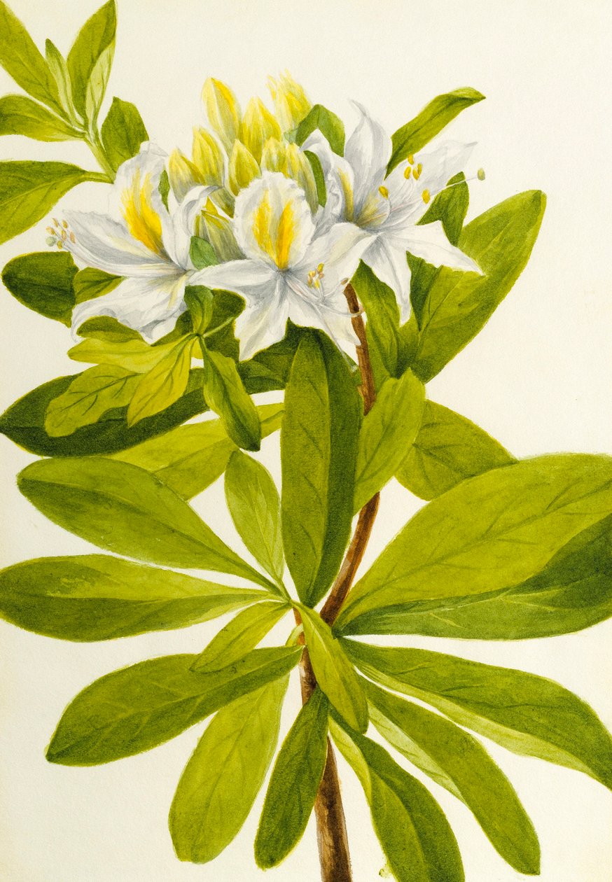 Western Azalea (Rhododendron occidentale) de Mary Vaux Walcott