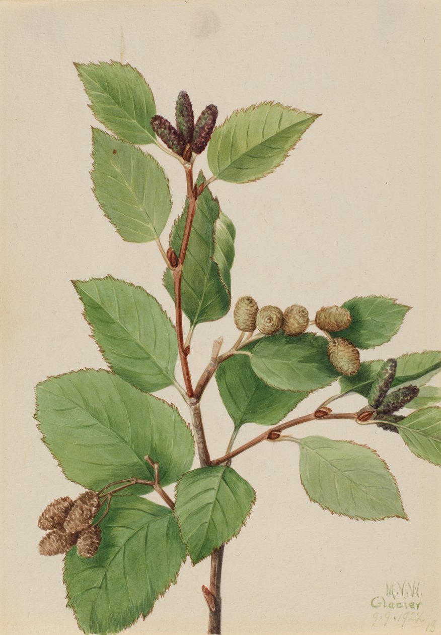 Aliso verde occidental Alnus sinuata de Mary Vaux Walcott
