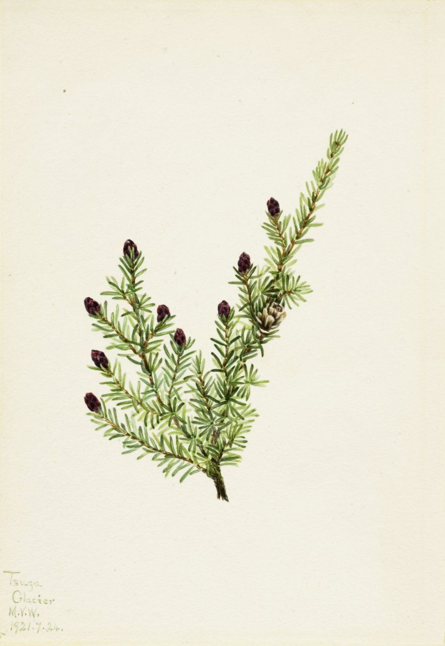 Tsuga heterophylla, 1924 de Mary Vaux Walcott
