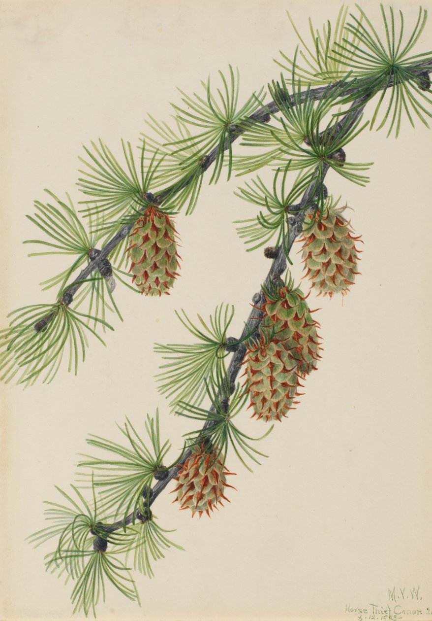 Alerce occidental Larix occidentalis de Mary Vaux Walcott