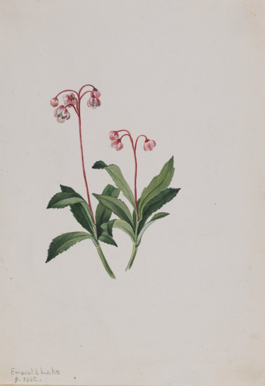 Pipsissewa Occidental Chimaphila umbellata de Mary Vaux Walcott