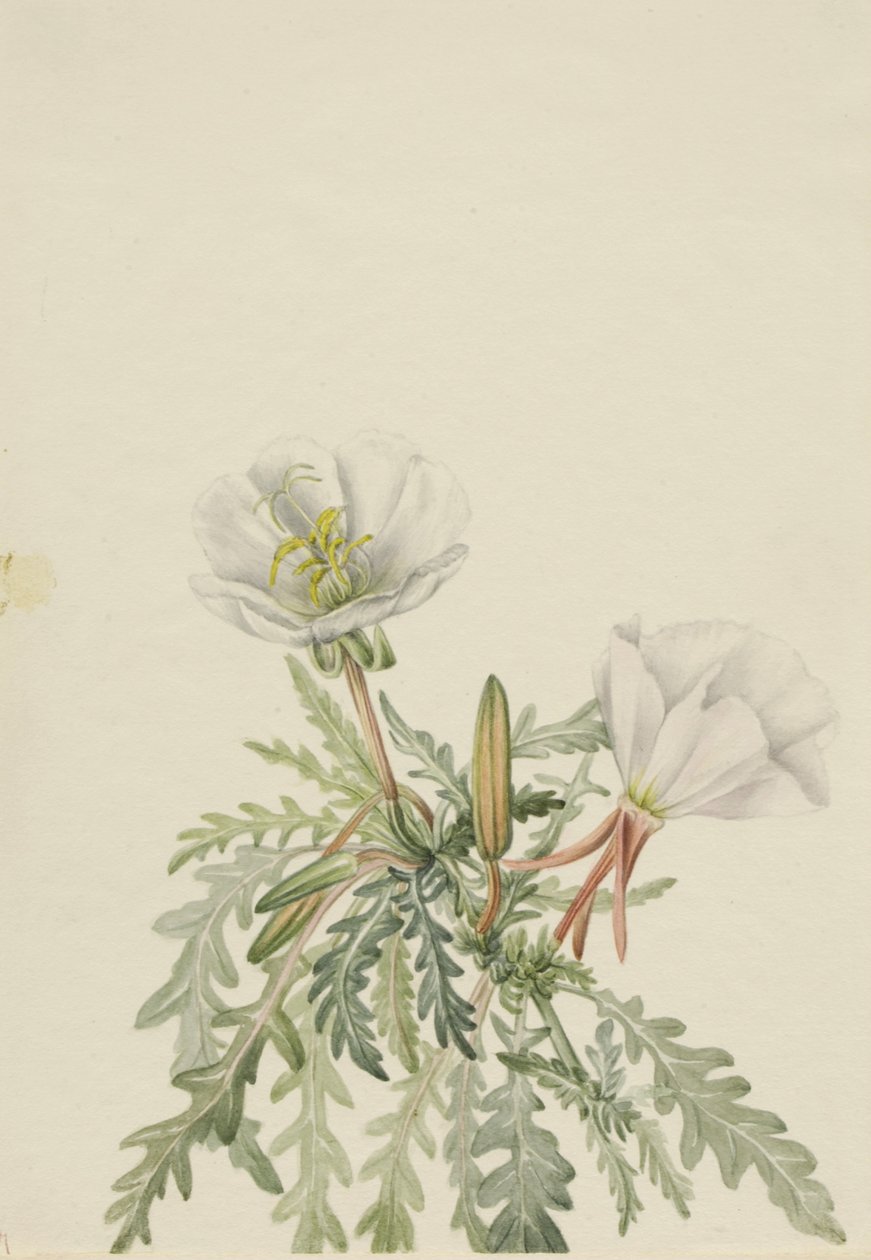 Rosa del Alba Blanca Pachyloplus marginatus, s.f. de Mary Vaux Walcott