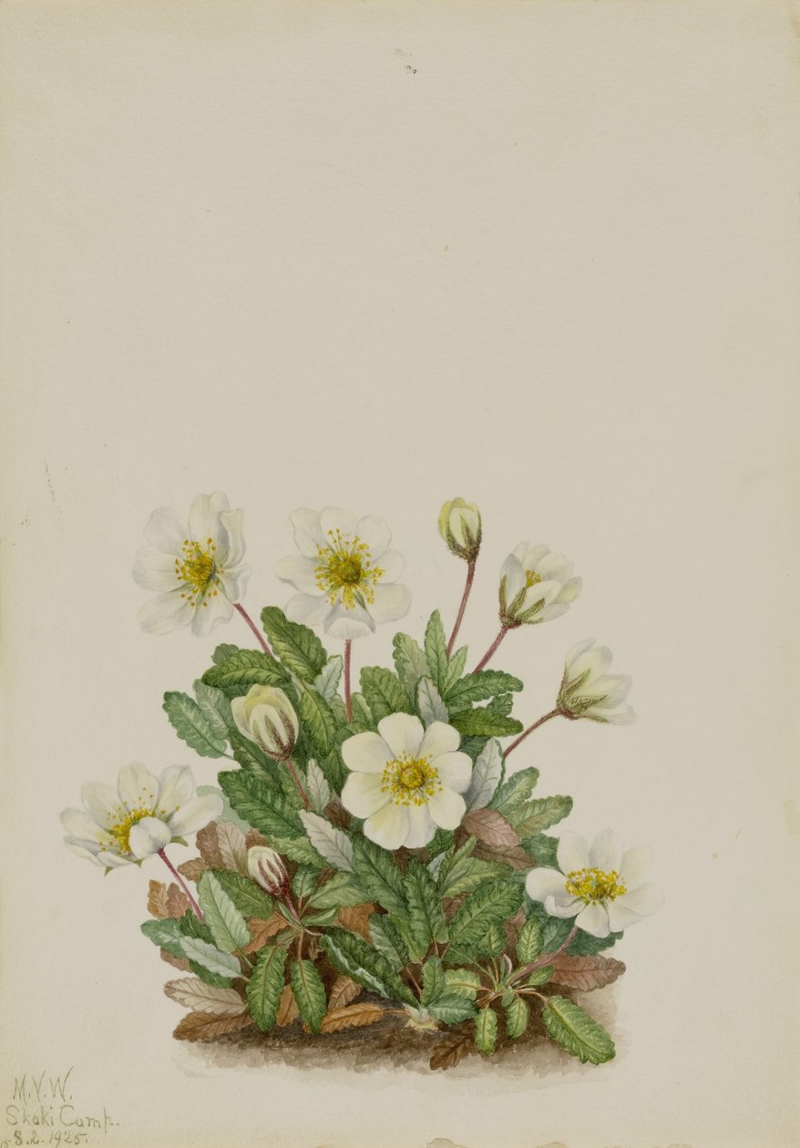 Dríade blanca (Dryas octopetala) de Mary Vaux Walcott