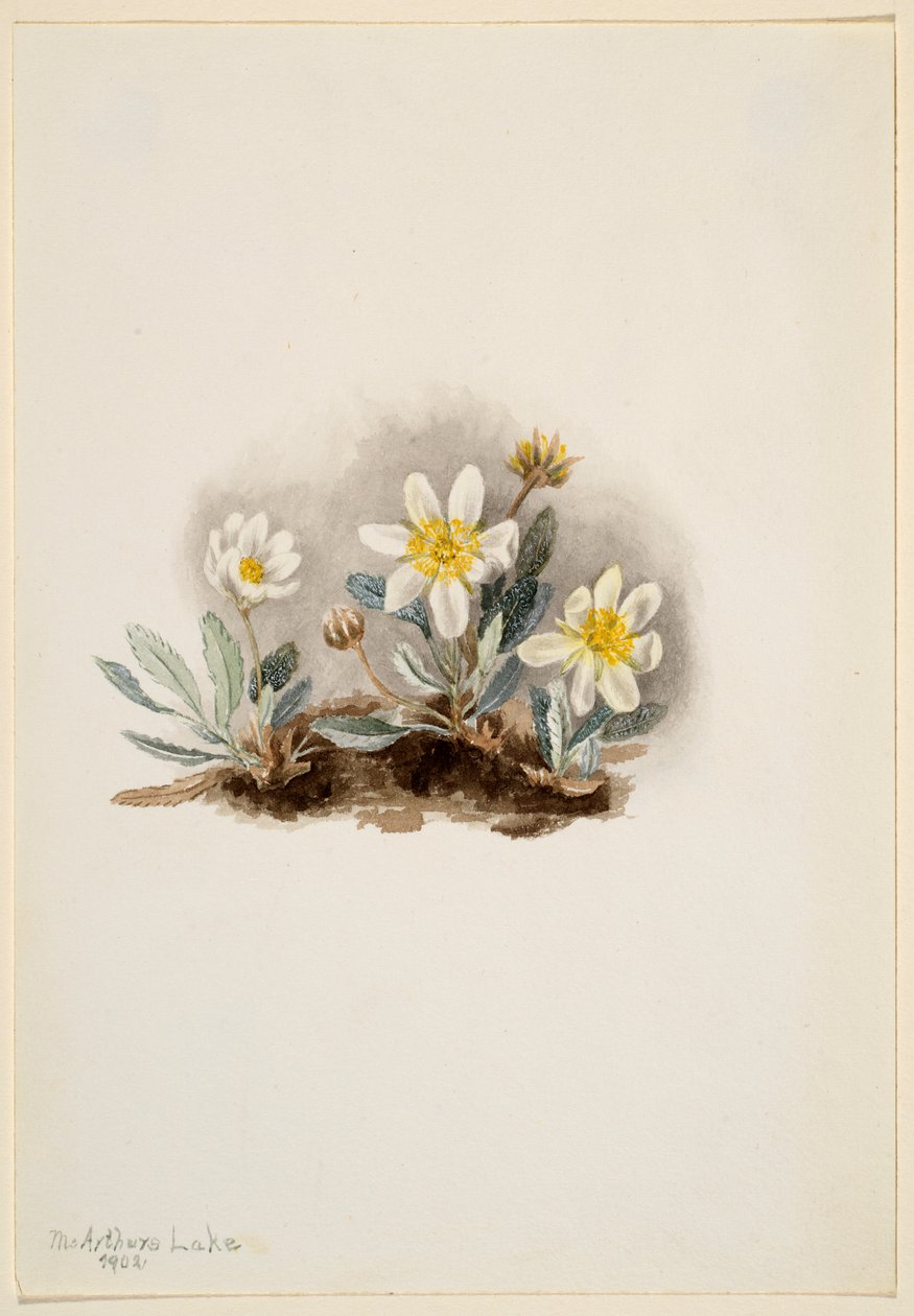 Dríade blanca (Dryas octopetala) de Mary Vaux Walcott