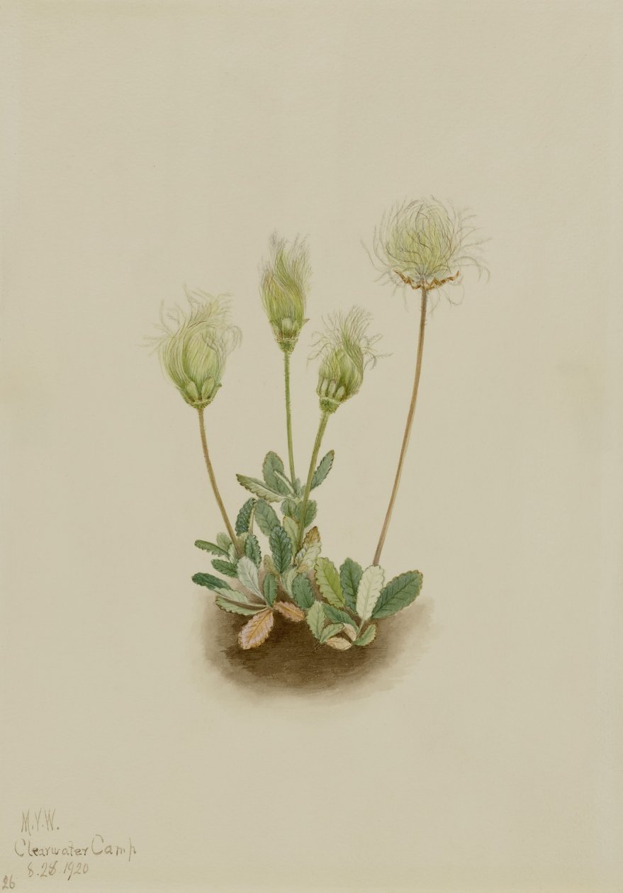 Dríade blanca (Dryas octopetala) de Mary Vaux Walcott