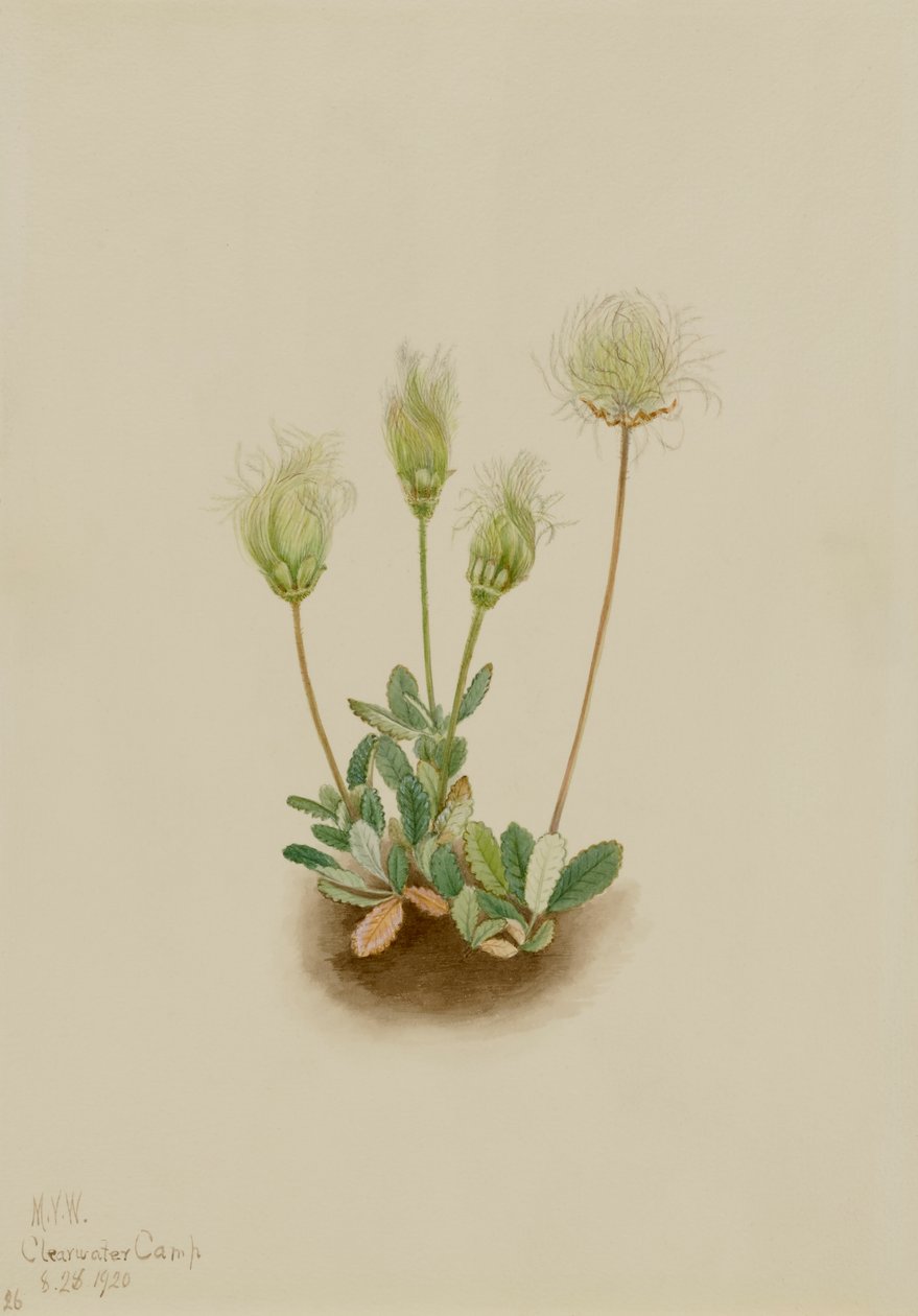 Dryad blanca de Mary Vaux Walcott