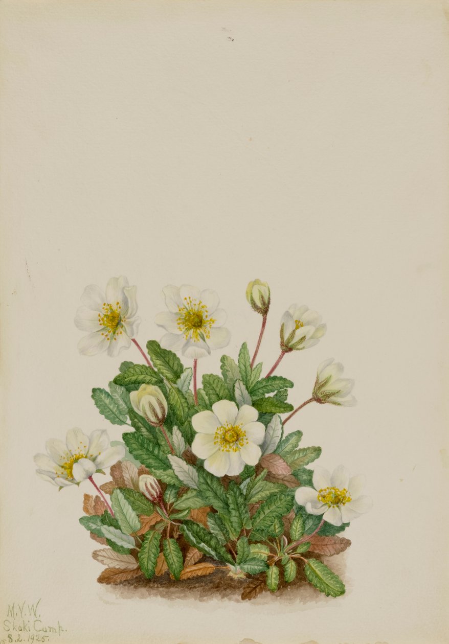 Dryad blanca Dryas octopetala de Mary Vaux Walcott