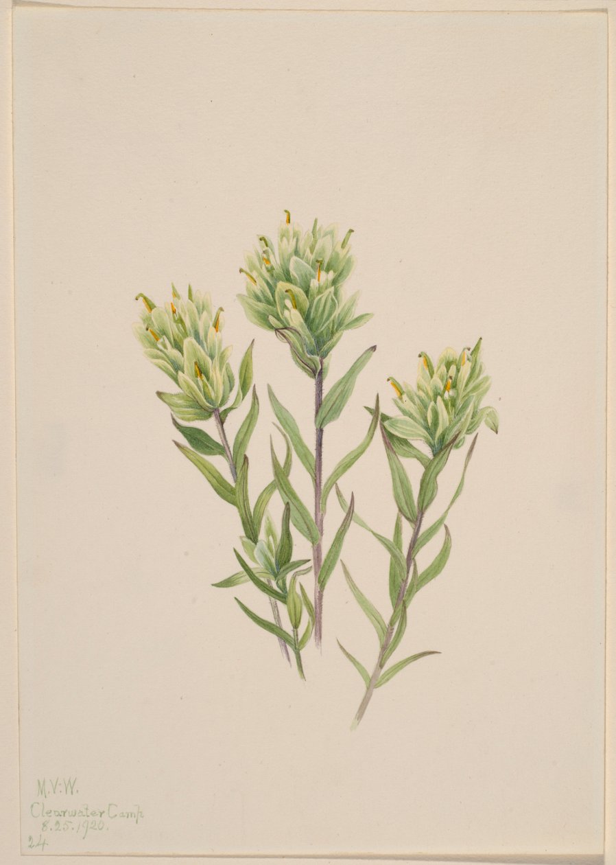 Pincel indio blanco (Castilleja occidentalis) de Mary Vaux Walcott