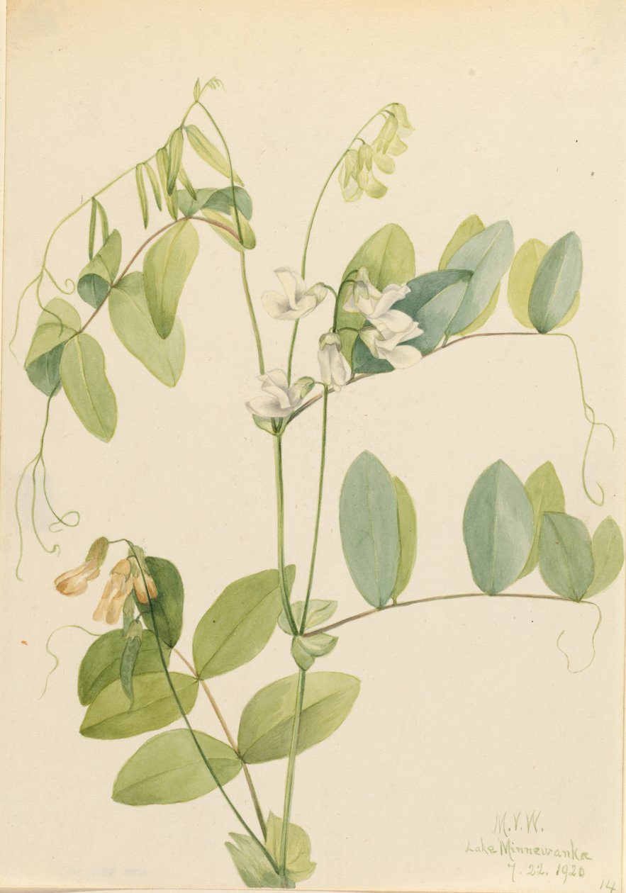 Guisante blanco, 1920 de Mary Vaux Walcott