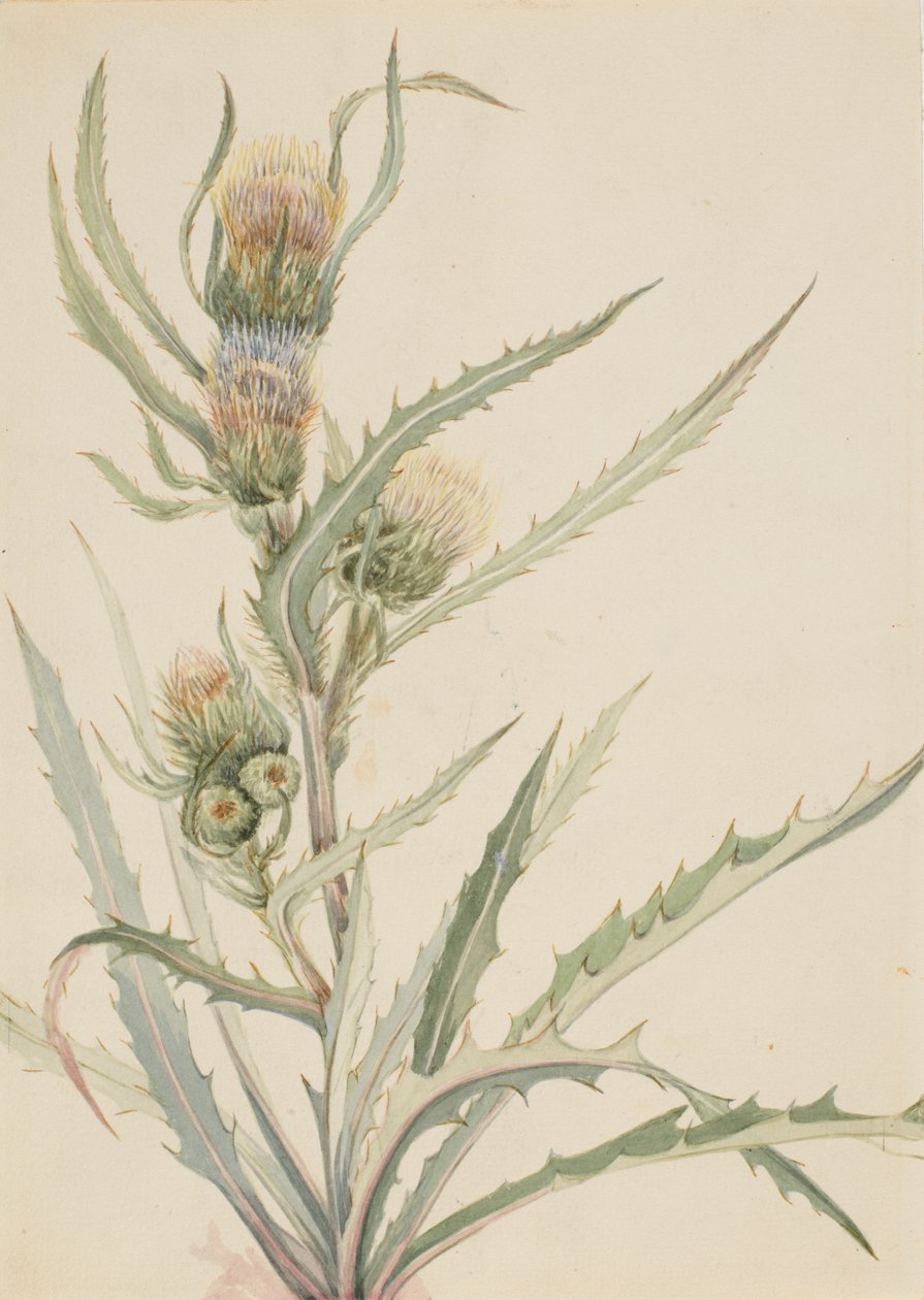 Cardo blanco Cirsium hookeranum de Mary Vaux Walcott