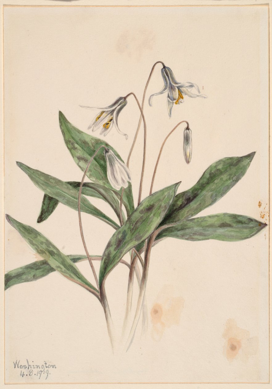 Truchulí blanco (Erythronium albidum) de Mary Vaux Walcott