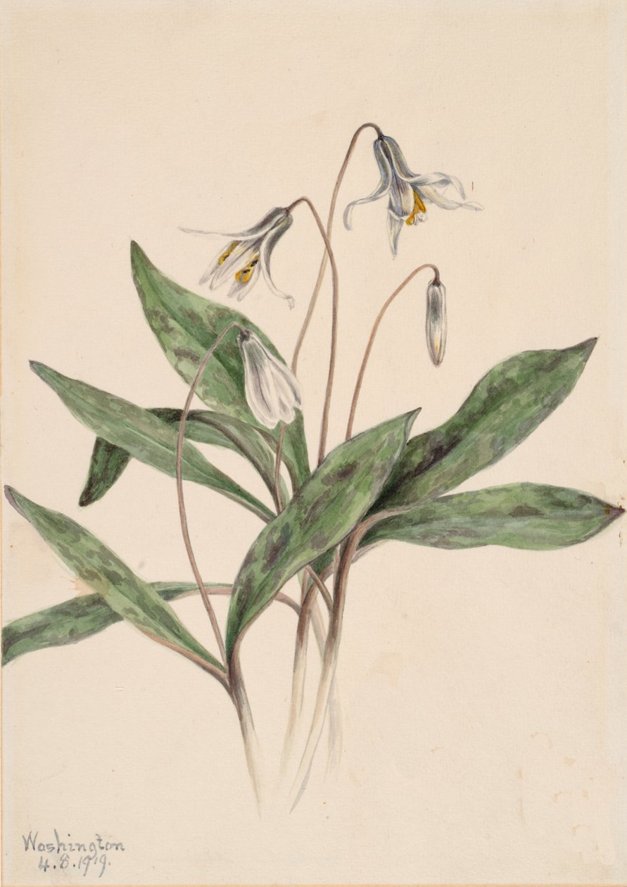 Trucha blanca Erythronium albidum, 1919 de Mary Vaux Walcott