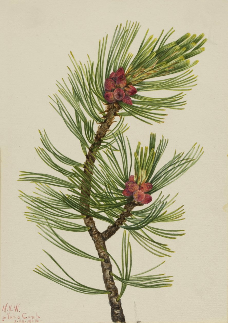 Pino de corteza blanca Pinus albicaulis, 1924 de Mary Vaux Walcott