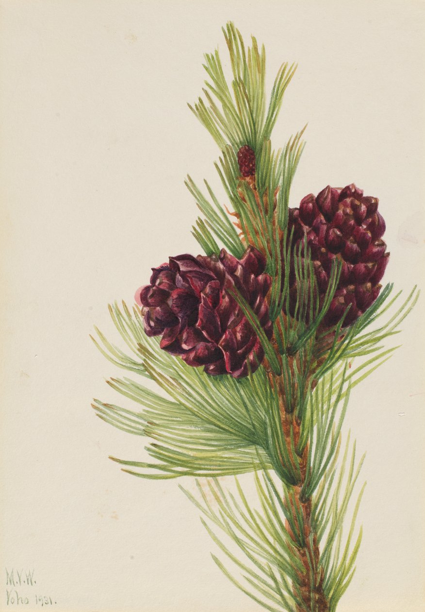 Pino de corteza blanca Pinus albicaulis, 1931 de Mary Vaux Walcott