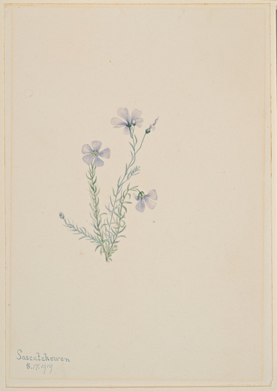 Lino silvestre (Linum lewisii) de Mary Vaux Walcott