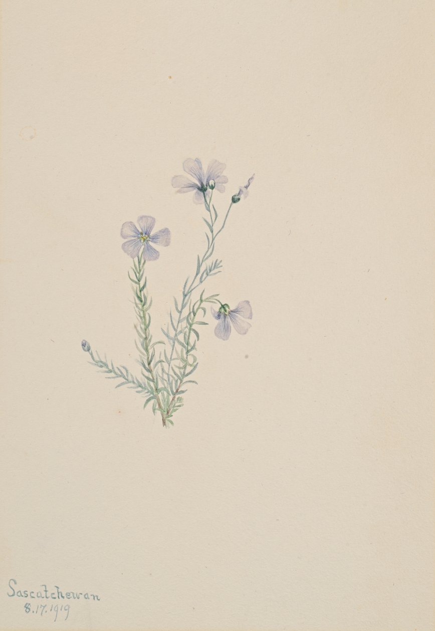 Lino silvestre Linum lewisii, 1919 de Mary Vaux Walcott