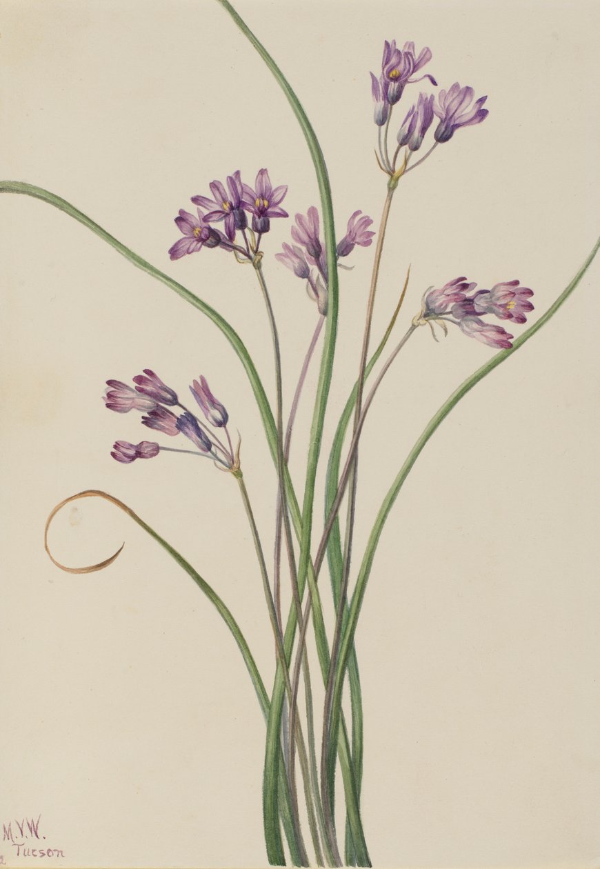 Jacinto silvestre (Brodiaea pulchella) de Mary Vaux Walcott